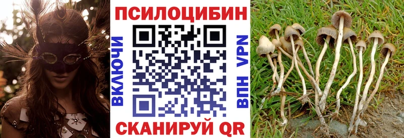 Псилоцибиновые грибы Psilocybe  Ладушкин 
